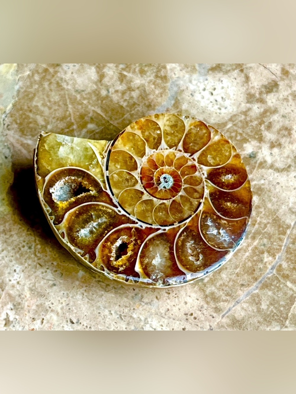 Polished Ammonite Fossil Décor - Natural Brown Shell
